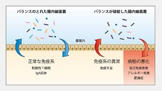 腸内細菌と免疫.png